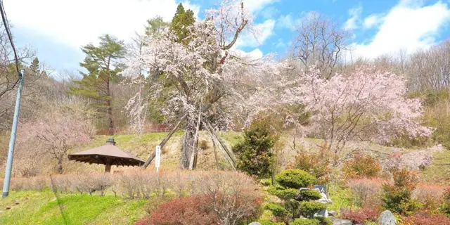 Weeping Cherry of Shimizubata