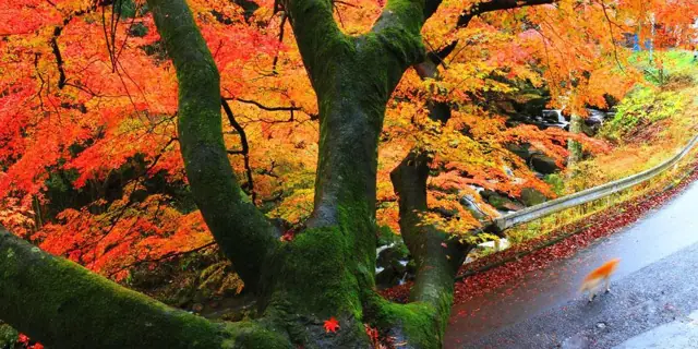 Great Maple of Ochiai