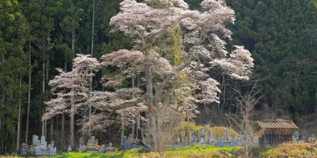Higan Cherry of Nidanda