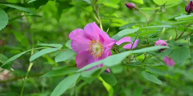 Nakayama Wind-Cave Plant Community