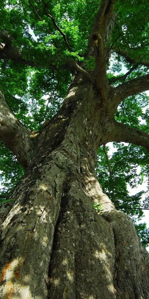 Great Zelkova of Nakayama