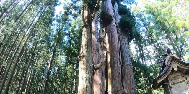 Great Cedar of Takakura Shrine
