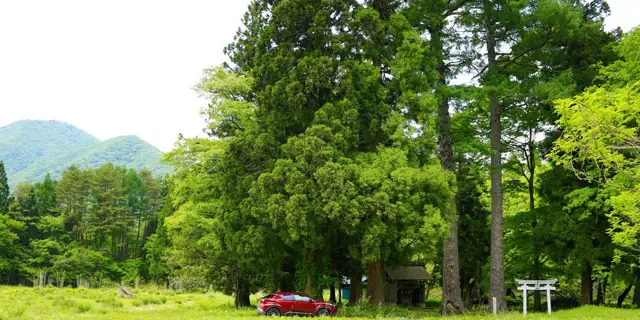 Great Larch of Gorei Shrine
