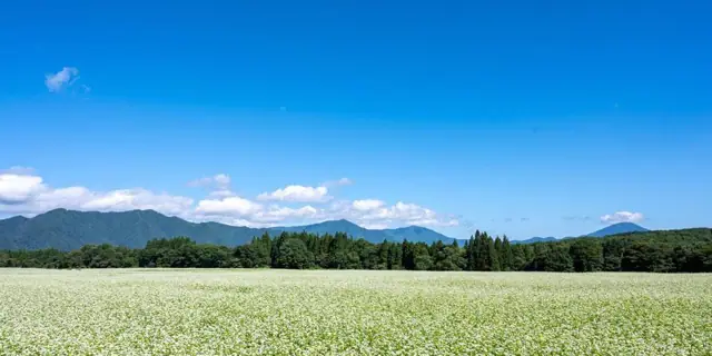 Sarugaku Plateau Buckwheat Fields