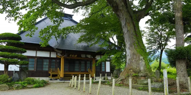 Great Zelkova of Enpukuji