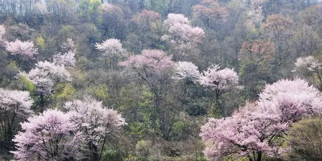 Mountain Cherries of Toaka