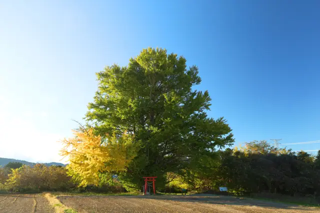 Ginkgo of Shirahata