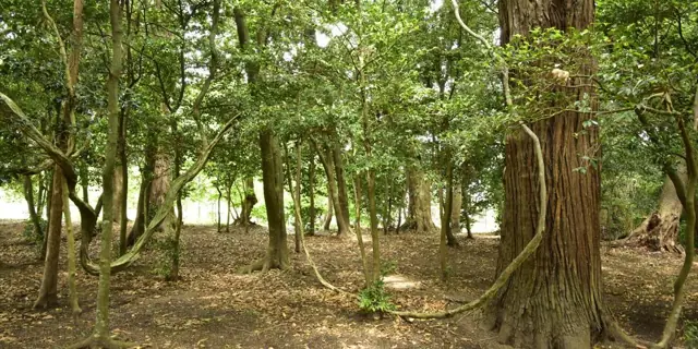Shinchi Shell Mound and Tenaga Myojin Shrine Site
