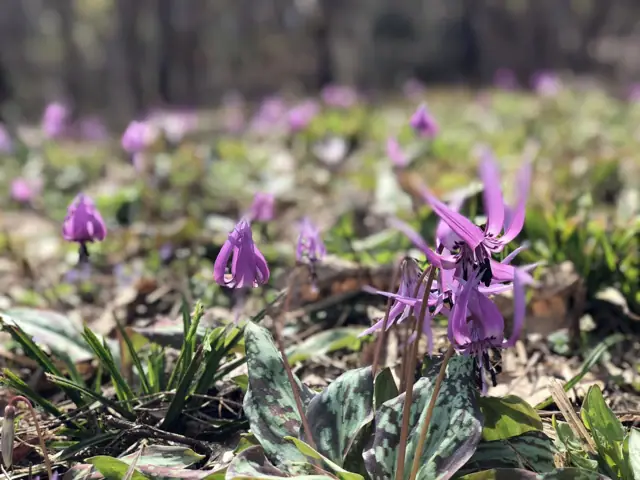 Dogtooth Violets of Oashi
