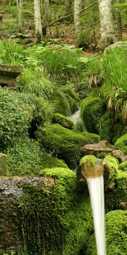 Reiko Sacred Spring