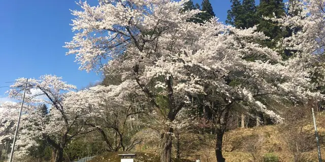 Kasuga Shrine Cherry Blossoms