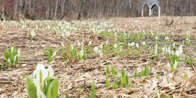 Skunk Cabbage and Birch Forest