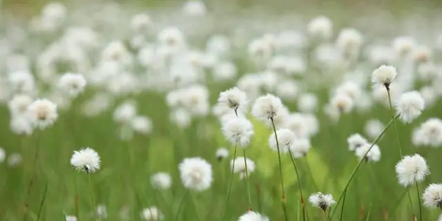Komado Wetlands (Showa)