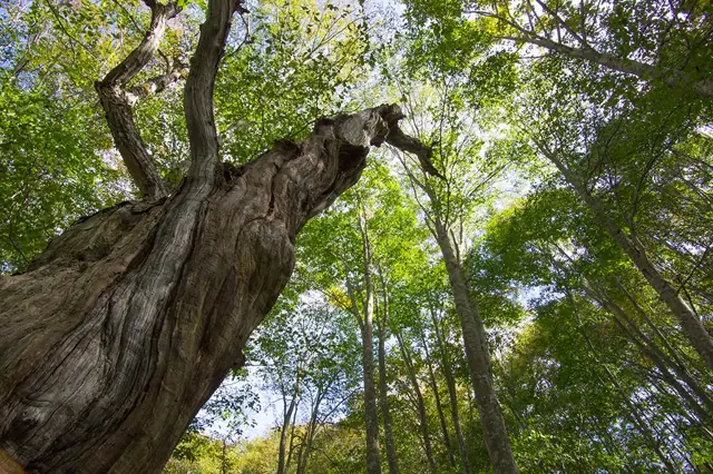 Iyashi no Mori Forest