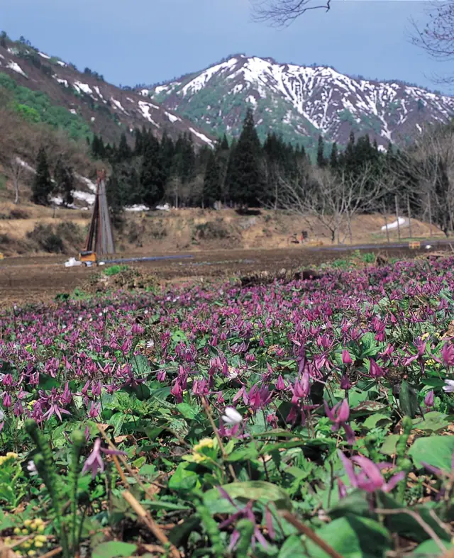 Gamo Dogtooth Violet Park