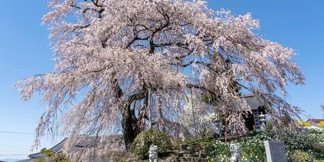 Konpira Cherry