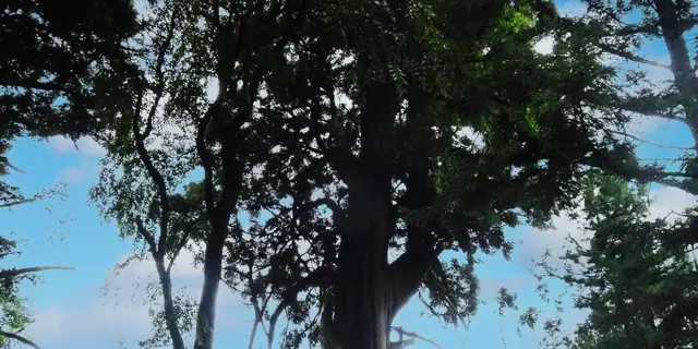 Upside-Down Cedar of Kawabe Hachiman Shrine