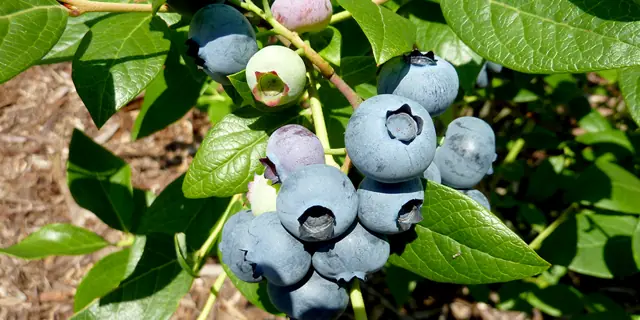 Blueberries