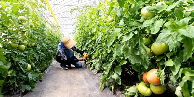 Shibori Tomatoes