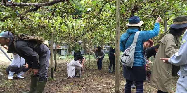 Sarunashi Picking