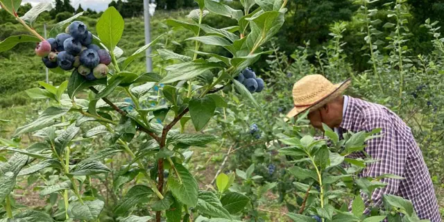 Tamakawa Blueberry Picking