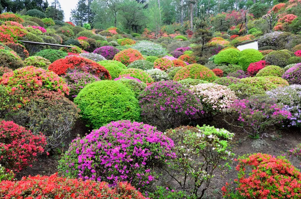 Doyama Tsutsuji Park