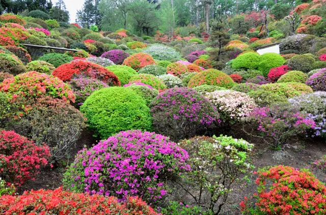 Doyama Azalea Park