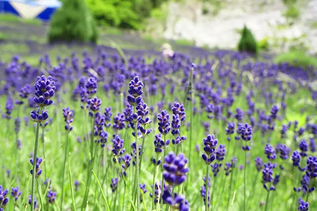 Abukumado Lavender Garden