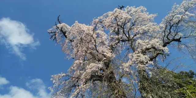Weeping Cherry of Akimoto