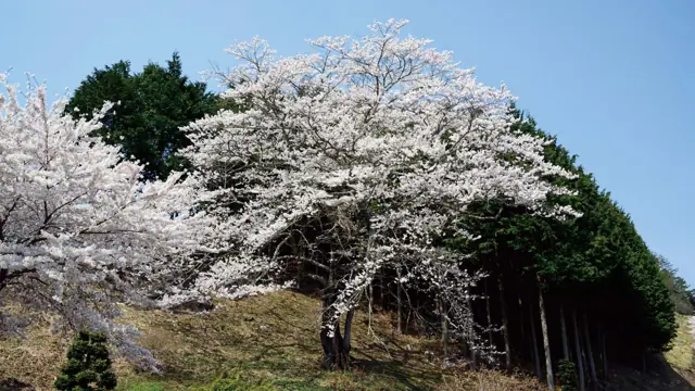 Asebizawa Cherry Tree
