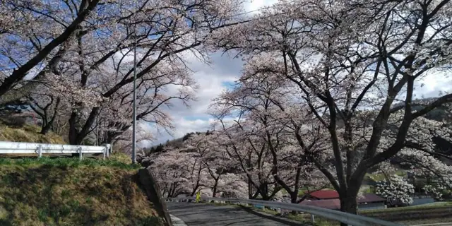 Tsuyonashi Cherry Avenue