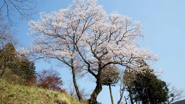 Nakasaku Tanemaki Cherry