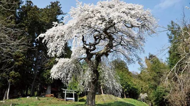 Weeping Cherry of Oikazuchi Shrine