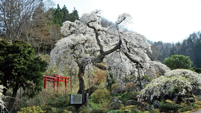 Weeping Cherry of Gosoji Temple