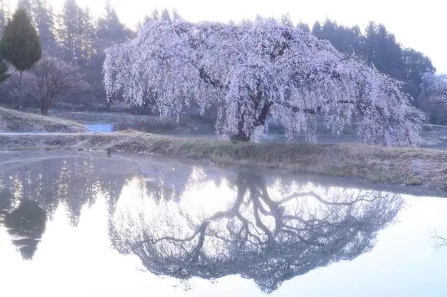 Hanazono Weeping Cherry