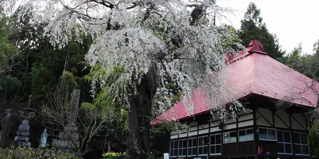 Weeping Cherry of Kisshoin