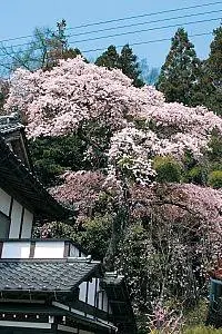 Kobayashi Family Weeping Cherry