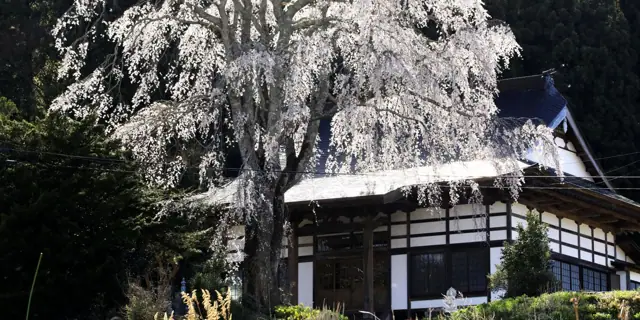 Weeping Cherry of Daihoji