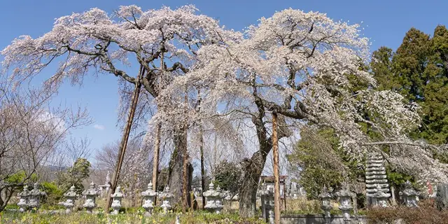 Red Weeping Cherry of Hosenji