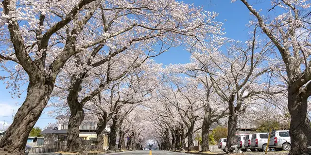 Yonomori Cherry Blossom Tunnel