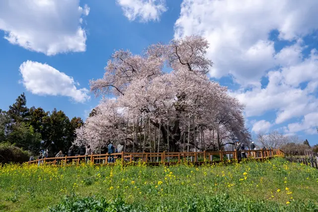 Totsube Cherry