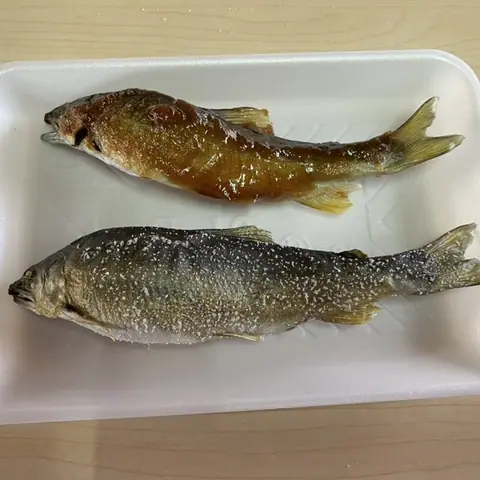 小国川観光