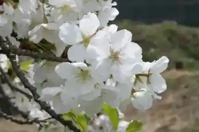Saru Haneyama Koen