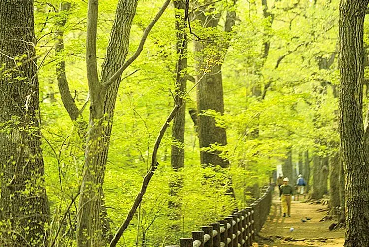 Toritsu Tamagawajosui Greenway