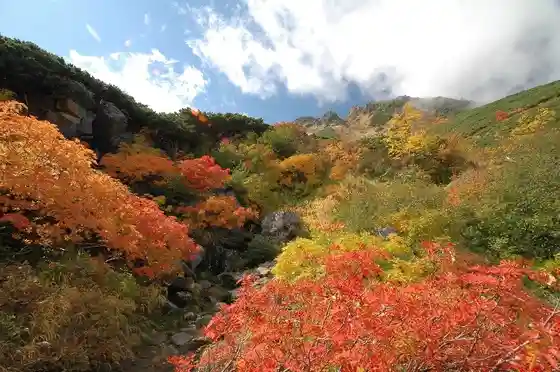 City Autumn Foliage Information