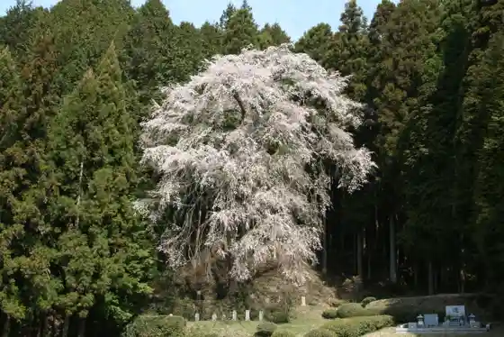 Hiyomo Weeping Cherry