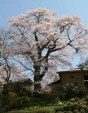 Nitta Cherry Tree
