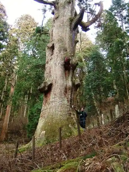 Benkei Cedar