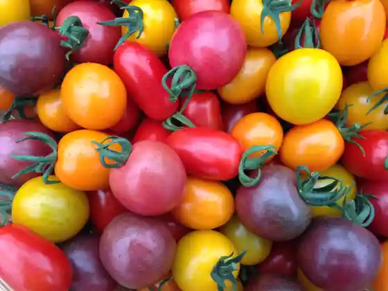 Ishikawa Tomato Farm