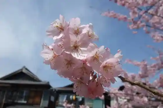 Toyama Cherry Tree
